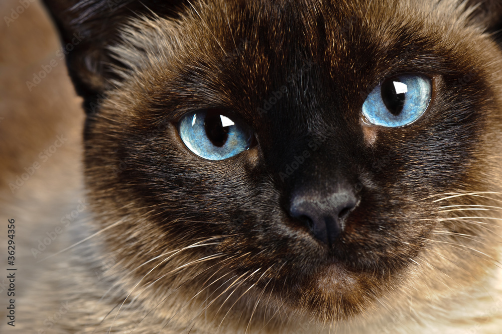 Obraz premium siamese cat closeup