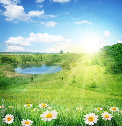 Summer landscape with a lake and chamomile