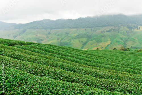 Tea plantation in Chiang Rai, Thailand