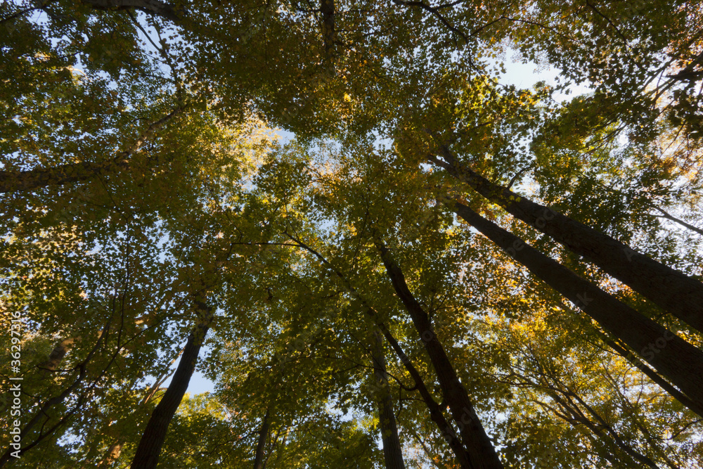 Obraz premium Fall Scenery.