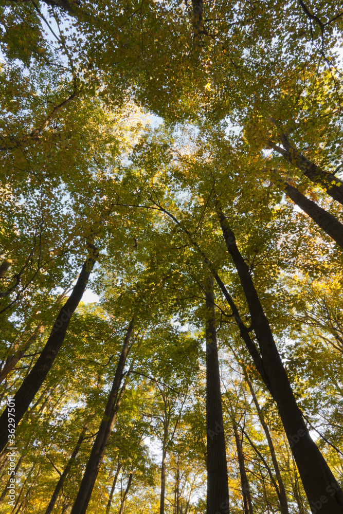 Obraz premium Fall Scenery.