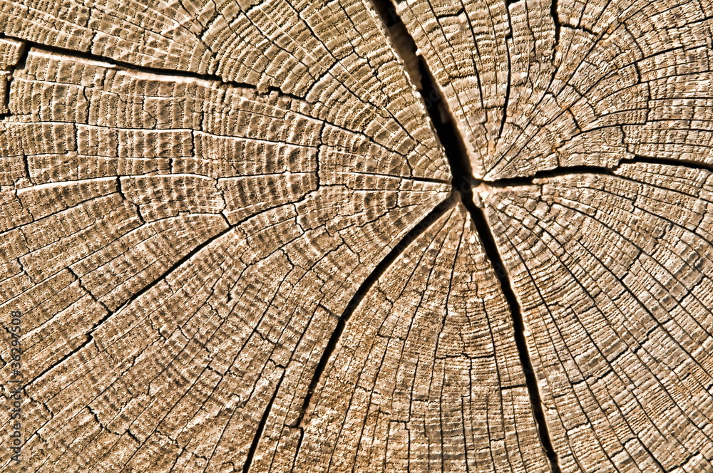 Fototapeta premium Jahresringe in Baumstamm
