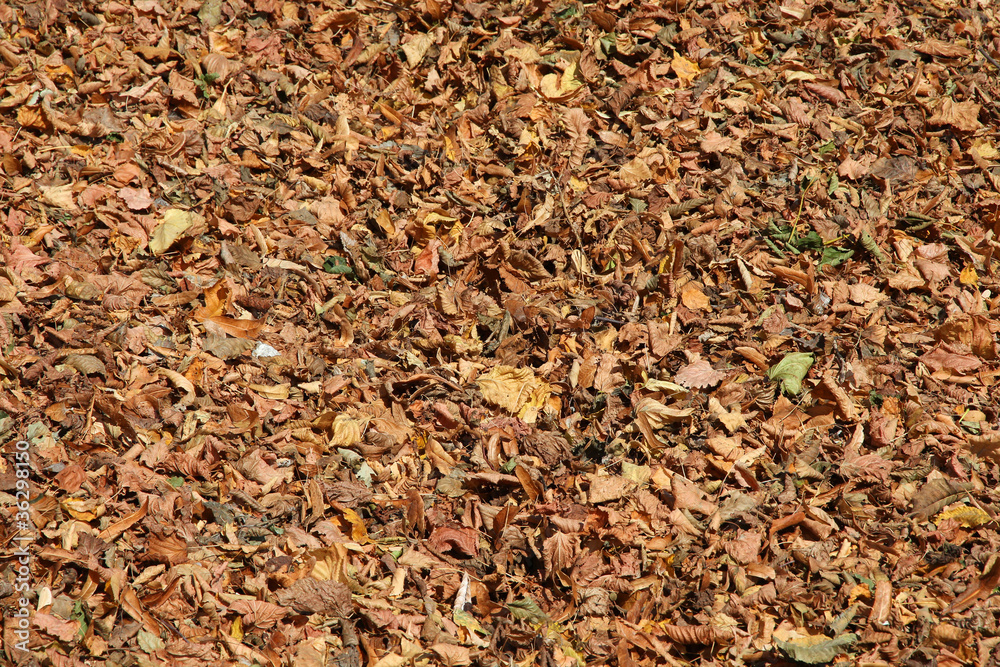 Autumn foliage Autumn foliage