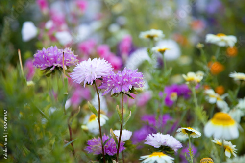 Beautiful flowers  selective focus on purple flower