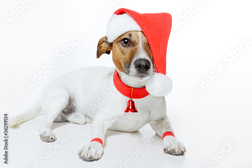 dog dressed up as santa © Javier brosch