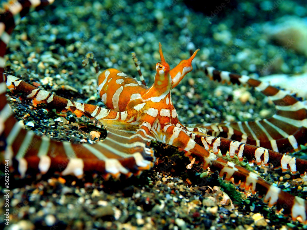 Fototapeta premium Wonderpus octopus, Komodo, Indonesia