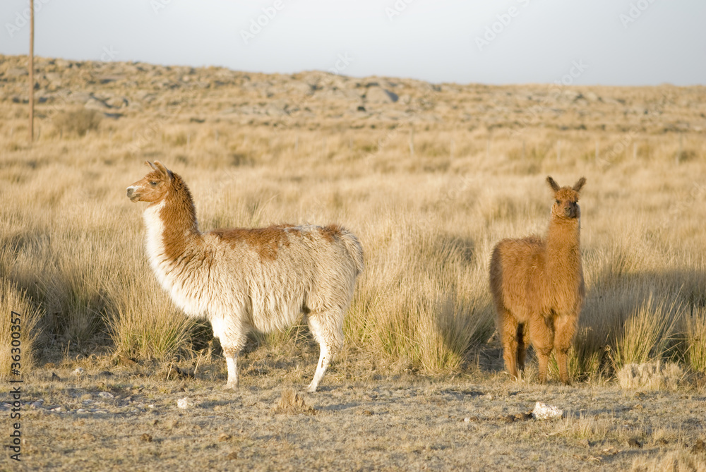 Fototapeta premium Two Llamas