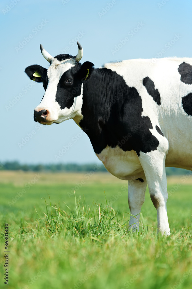 White black milch cow on green grass pasture