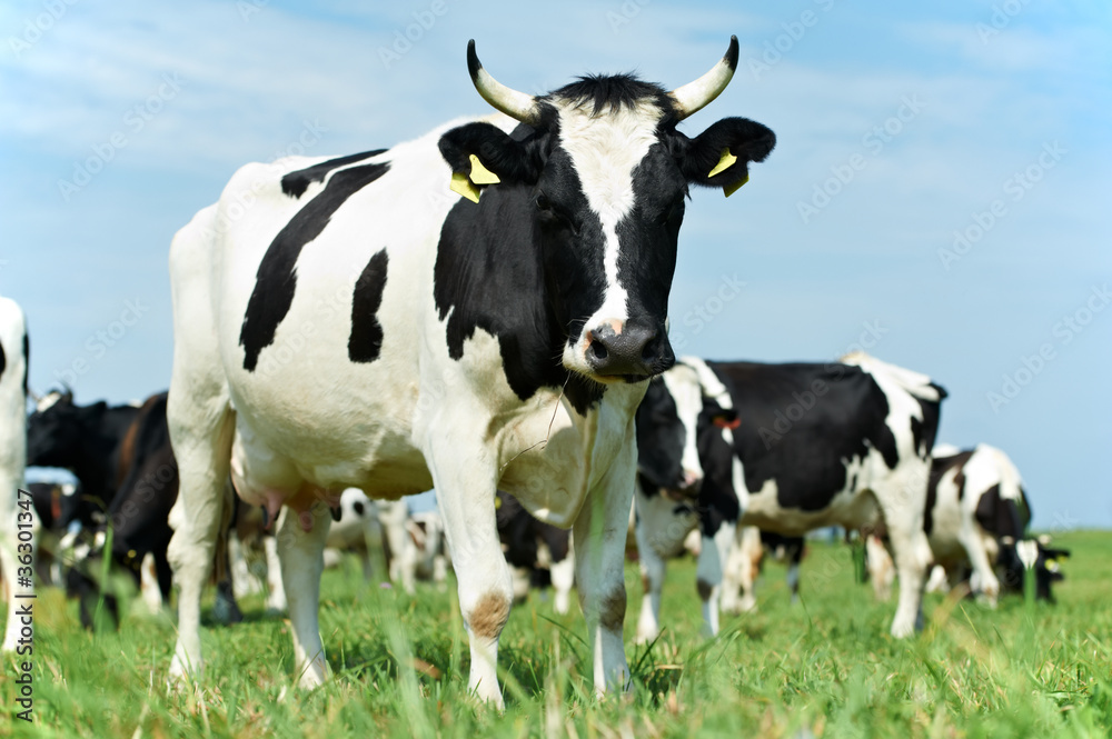 White black milch cow on green grass pasture