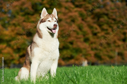 syberian husky dog at autumn