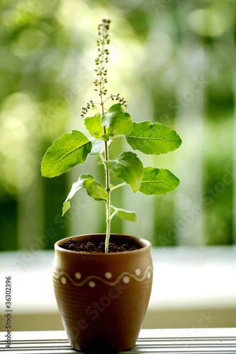Holi basil plant
