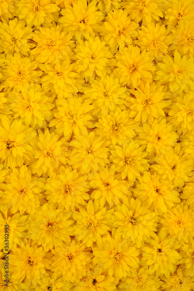 Fototapeta premium Group of Rudbeckia laciniata flower – yellow daisy background