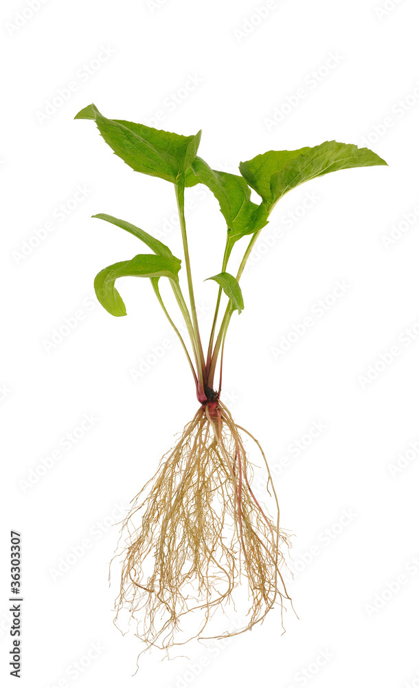 Naklejka premium Echinacea purpurea seedling over white background