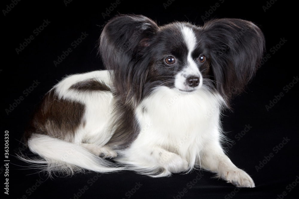 Obraz premium Papillon dog
