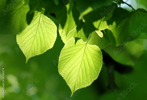 green foliage glowing in sunlight