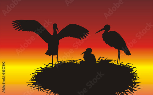 storks in the nest with the young - ciconiidae