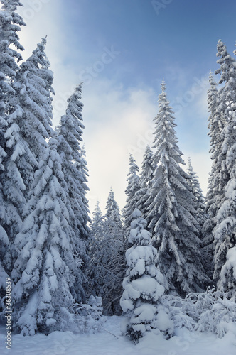 Winter landscape © Oleksandr Kotenko