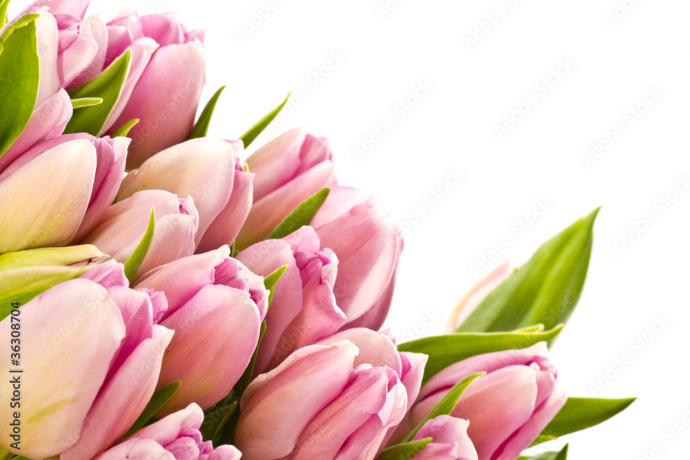 tulips tulips