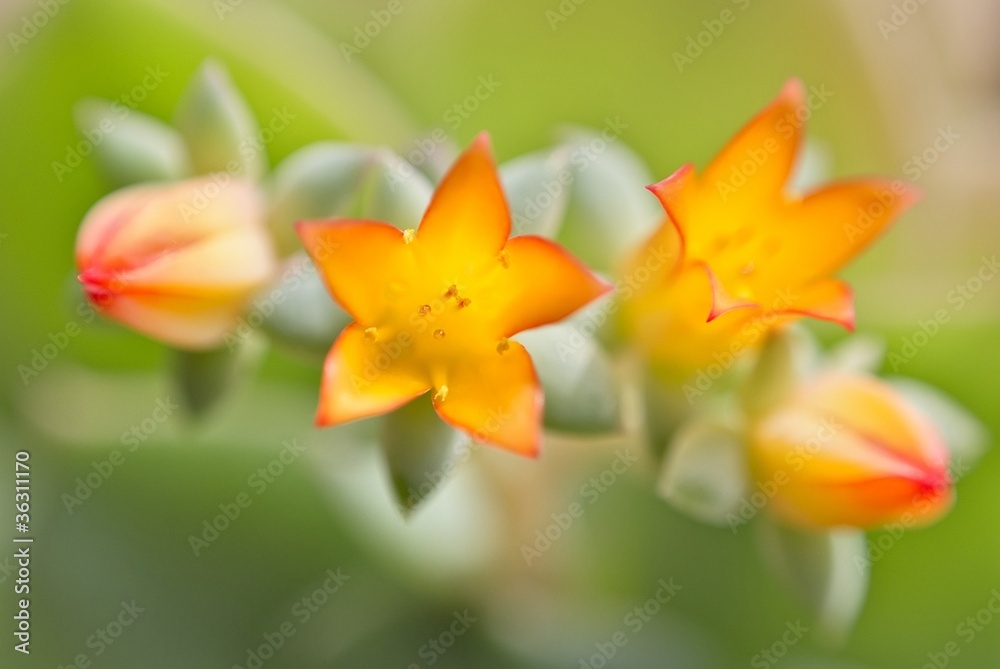 Fototapeta premium Голодные птенцы