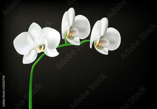 white orchid
