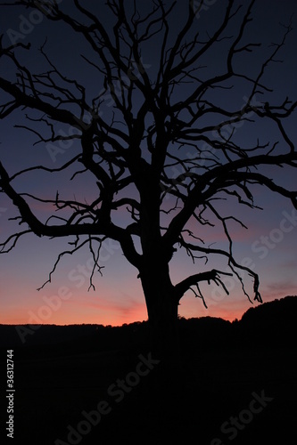 Toter Baum vor Sonnenuntergang