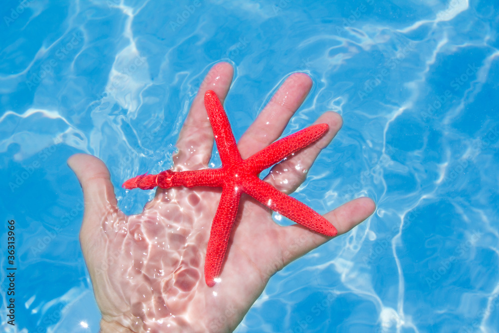 Red starfish in human hand floating Red starfish in human hand floating