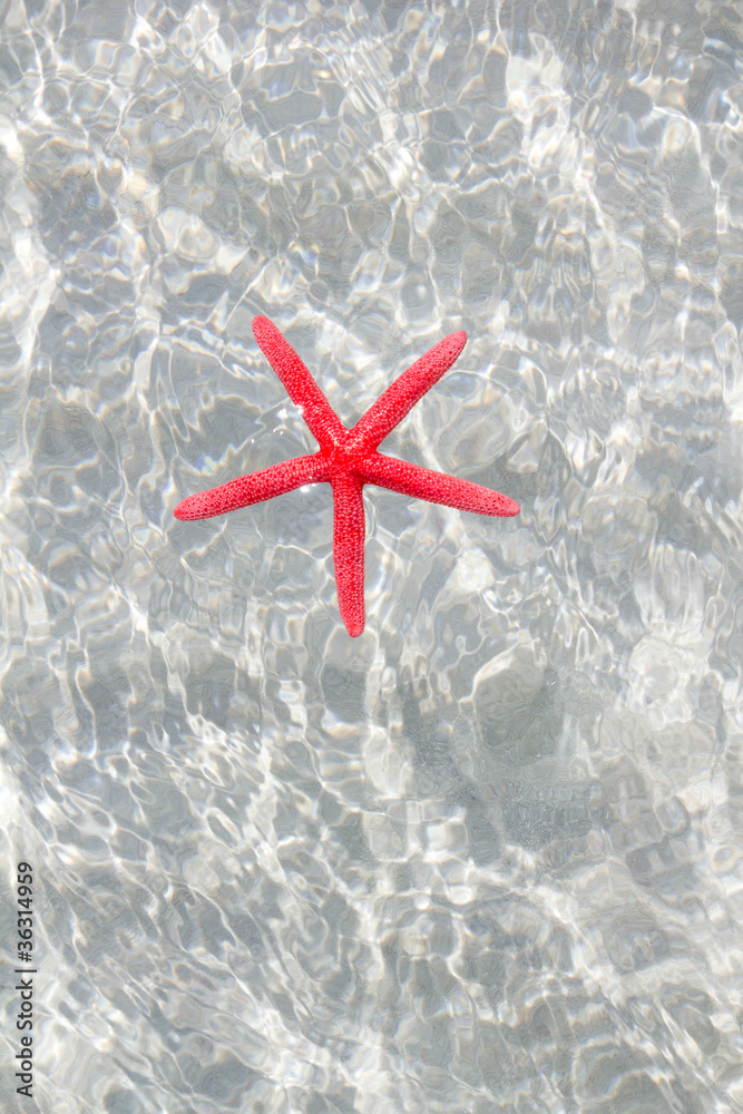 floating red starfish in white sand beach floating red starfish in white sand beach