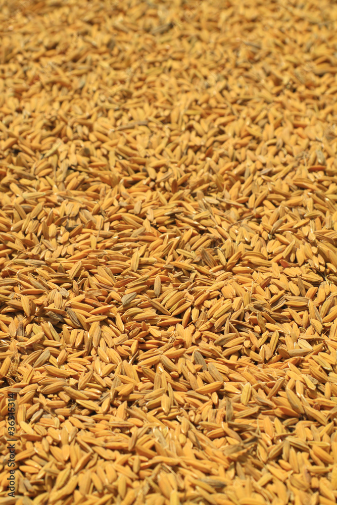Rice seeds