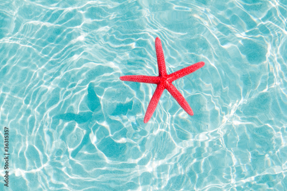 floating red starfish in turquoise sand beach floating red starfish in turquoise sand beach