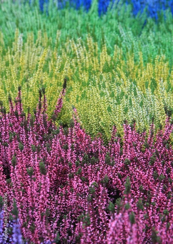 Multicolor calluna heathers