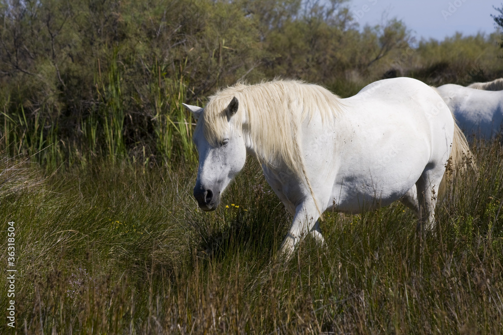 Camargue horse