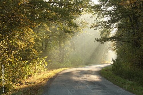 Rural road running through the autumn forest in misty morning
