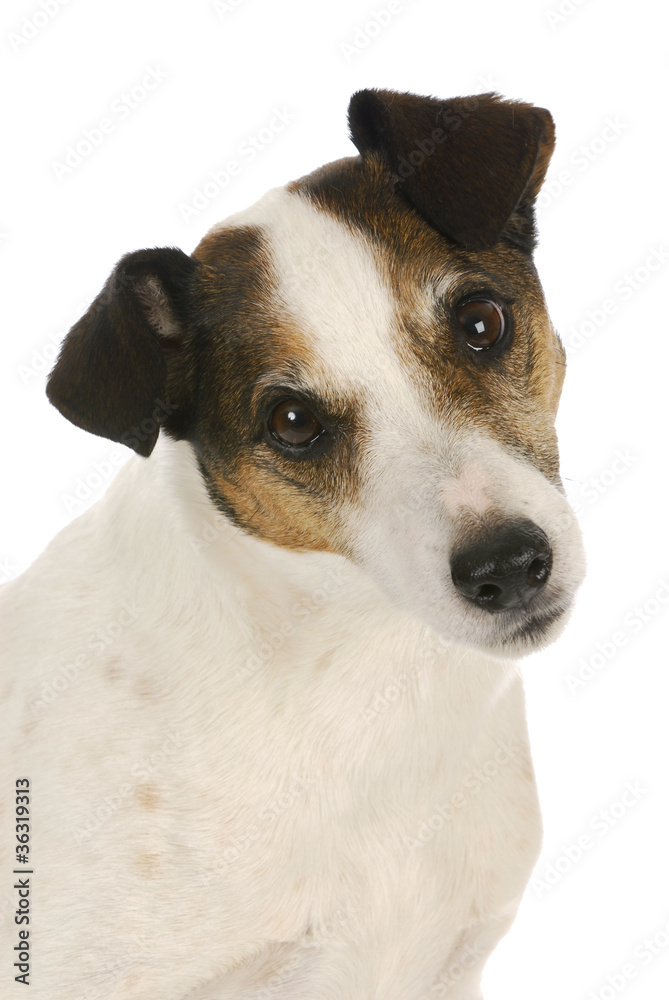 jack russel terrier portrait