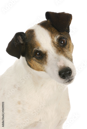 jack russel terrier portrait © Willee Cole