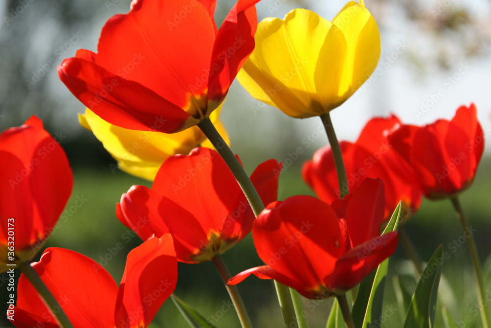Tulpen 1 Tulpen 1