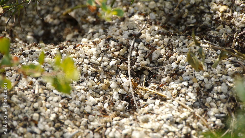 mountain ants. Worker ants running around nest. mountain ants. Worker ants running around nest.
