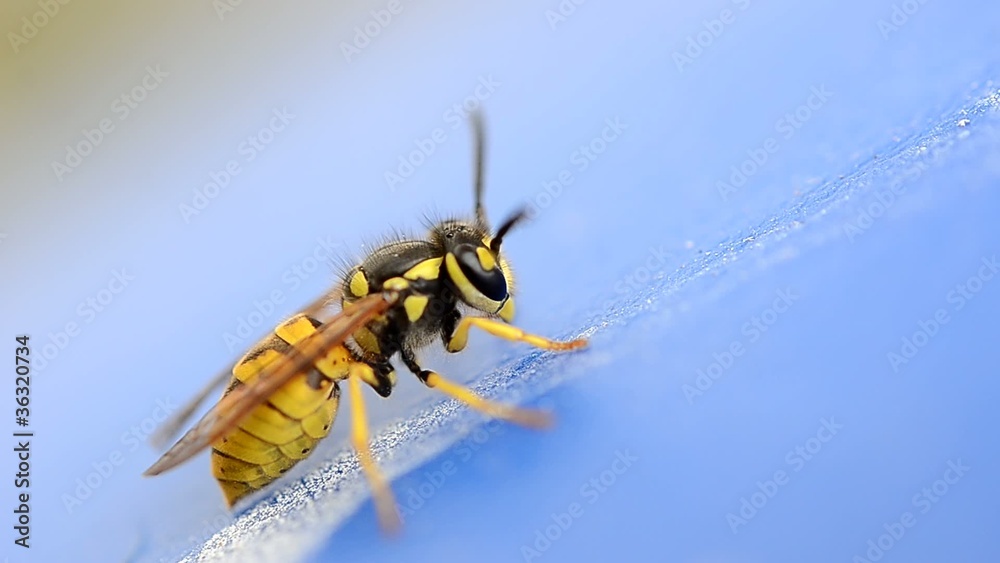Yellow Jacket
