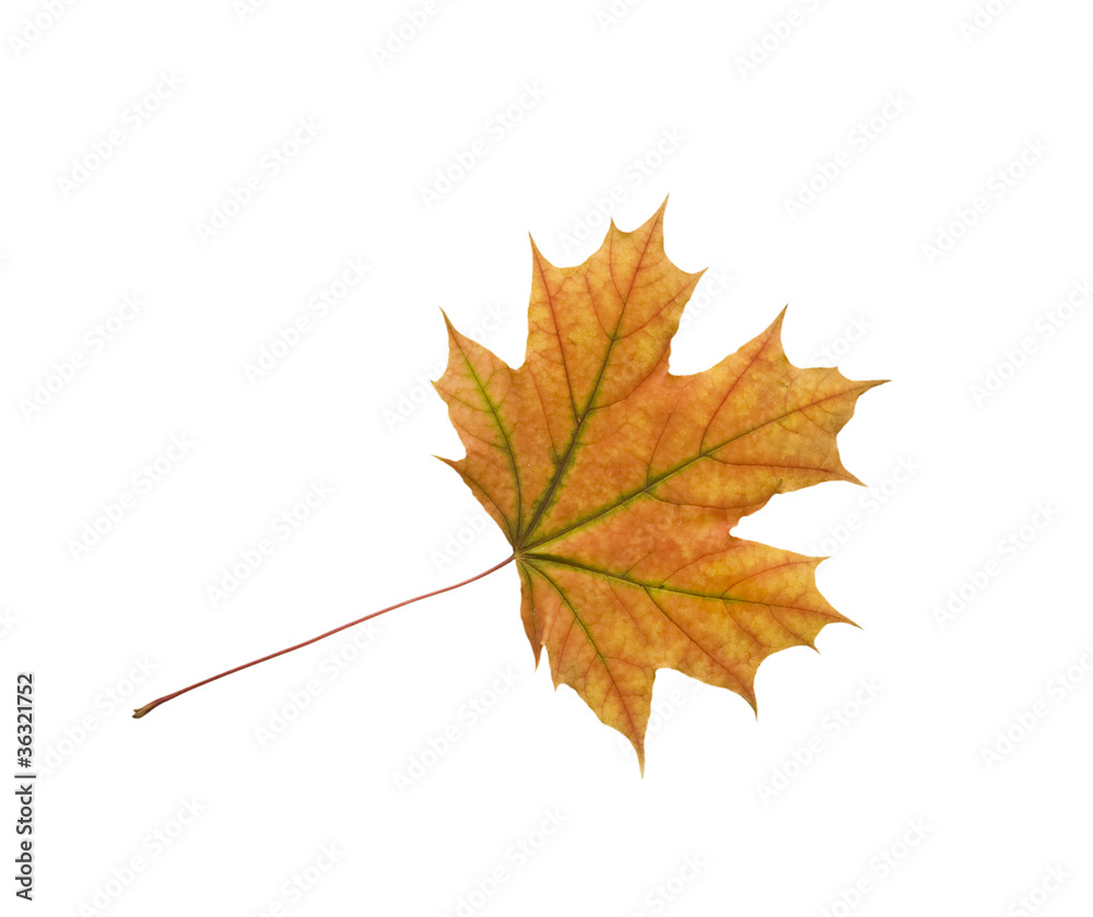 Autumn dry maple leaf on a white background Autumn dry maple leaf on a white background
