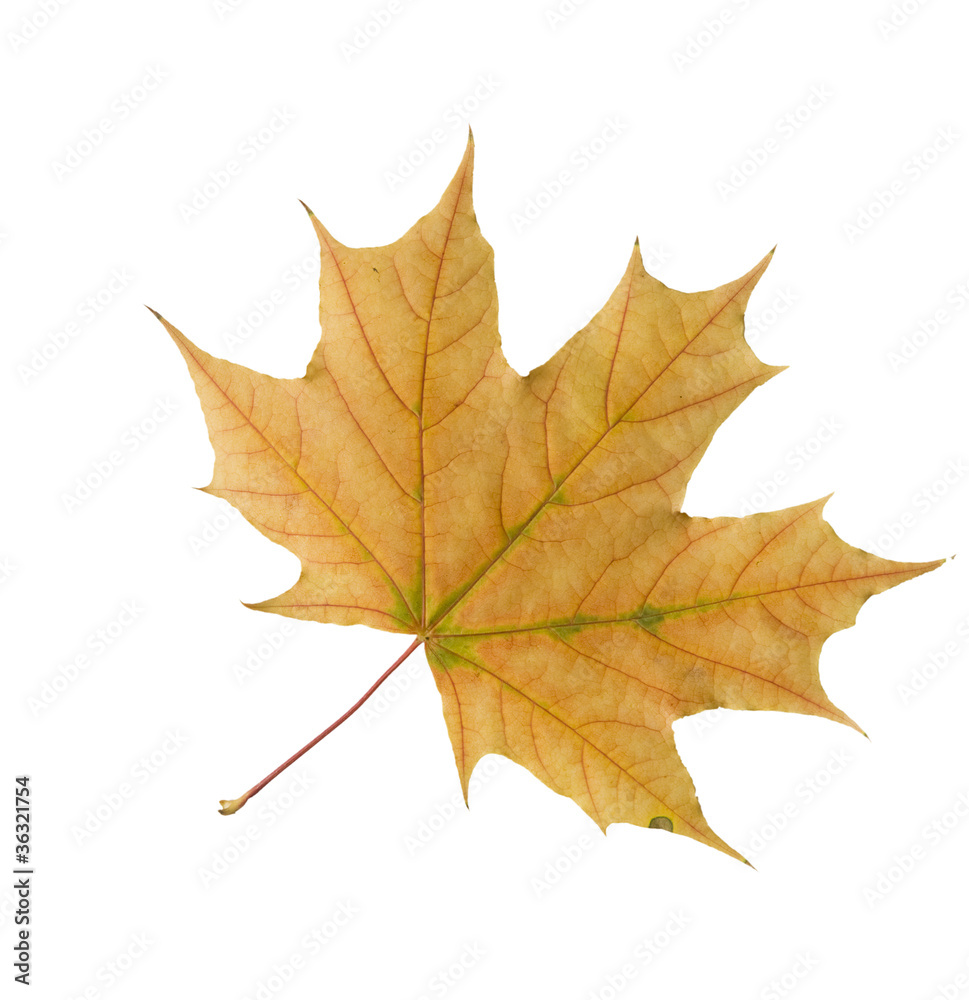 Autumn dry maple leaf on a white background Autumn dry maple leaf on a white background