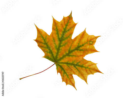 Autumn dry maple leaf on a ...