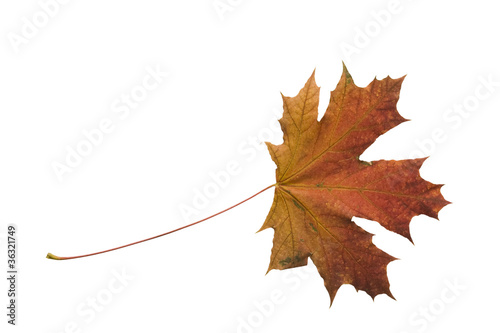 Autumn dry maple leaf on a ...