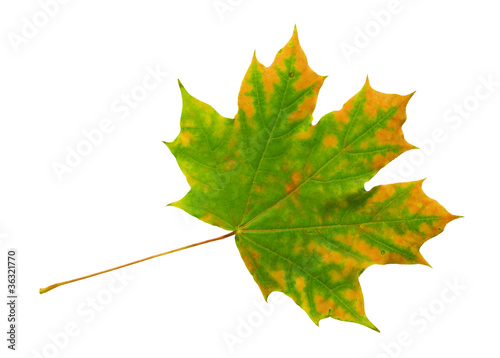 Autumn dry maple leaf on a ...