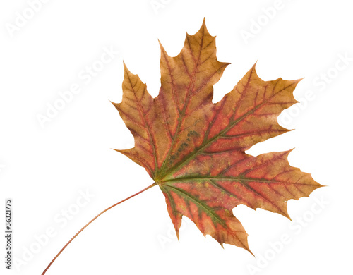 Autumn dry maple leaf on a ...