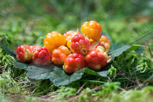 Wild berries (Cloudberry) on a green vegetative background in wo