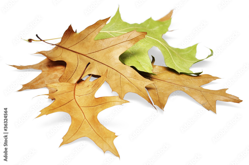 Fototapeta premium Oak leaves