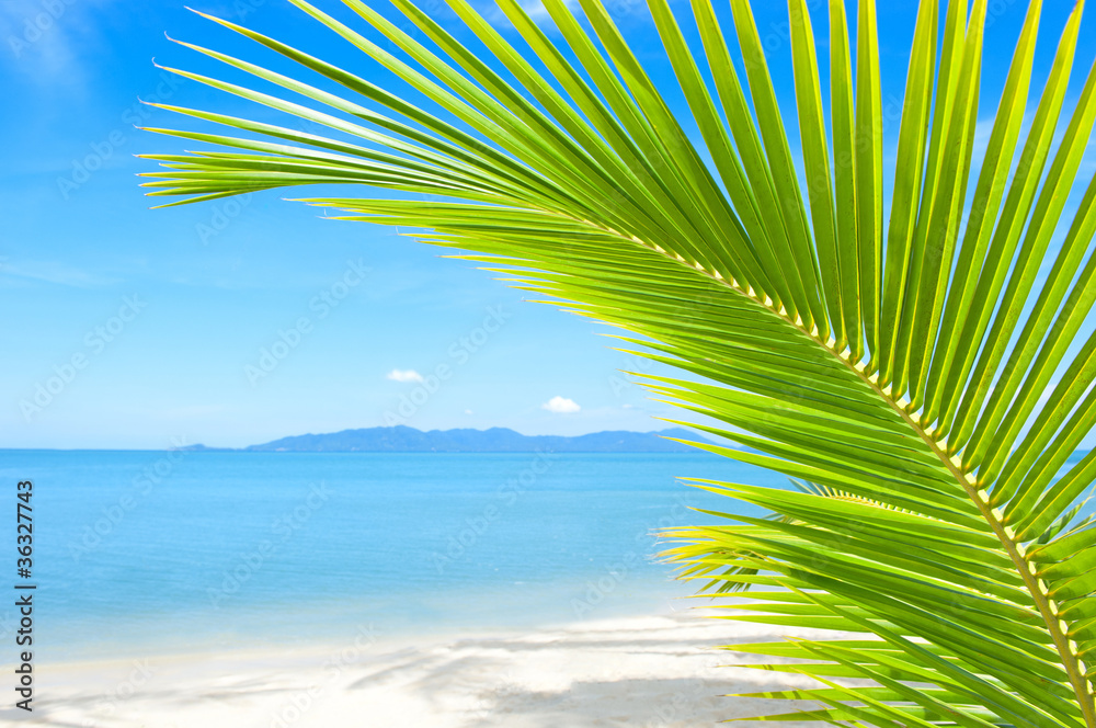 Fototapeta premium Beautiful tropical beach with palm tree and sand