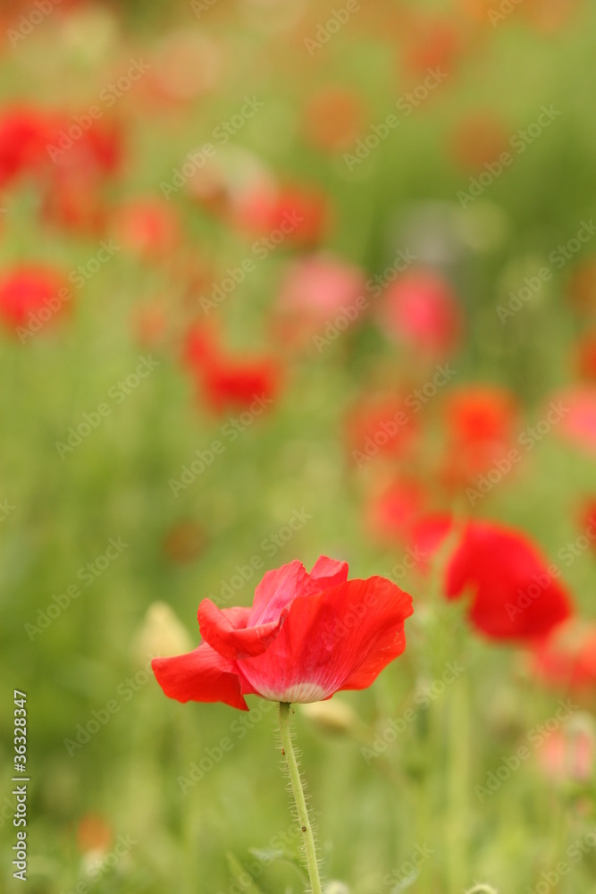 red poppy