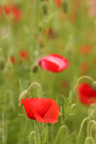 red poppy flower