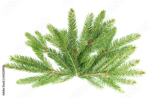 branch of christmas tree isolated on white