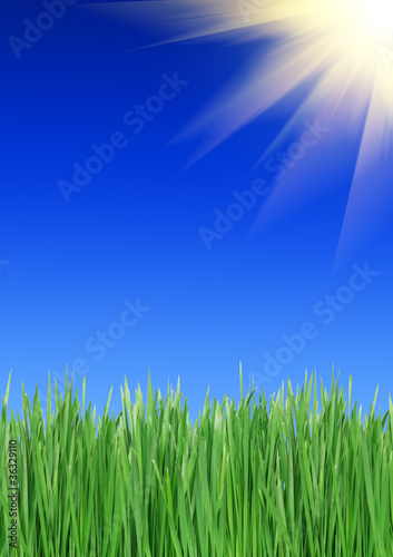 Green grass against the dark blue sky